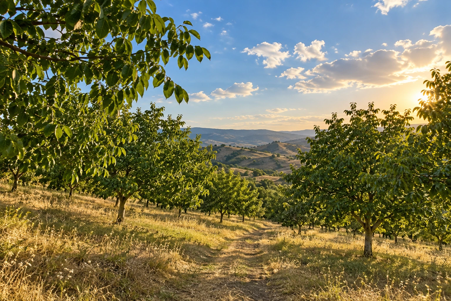 A walnut orchard in sunlight